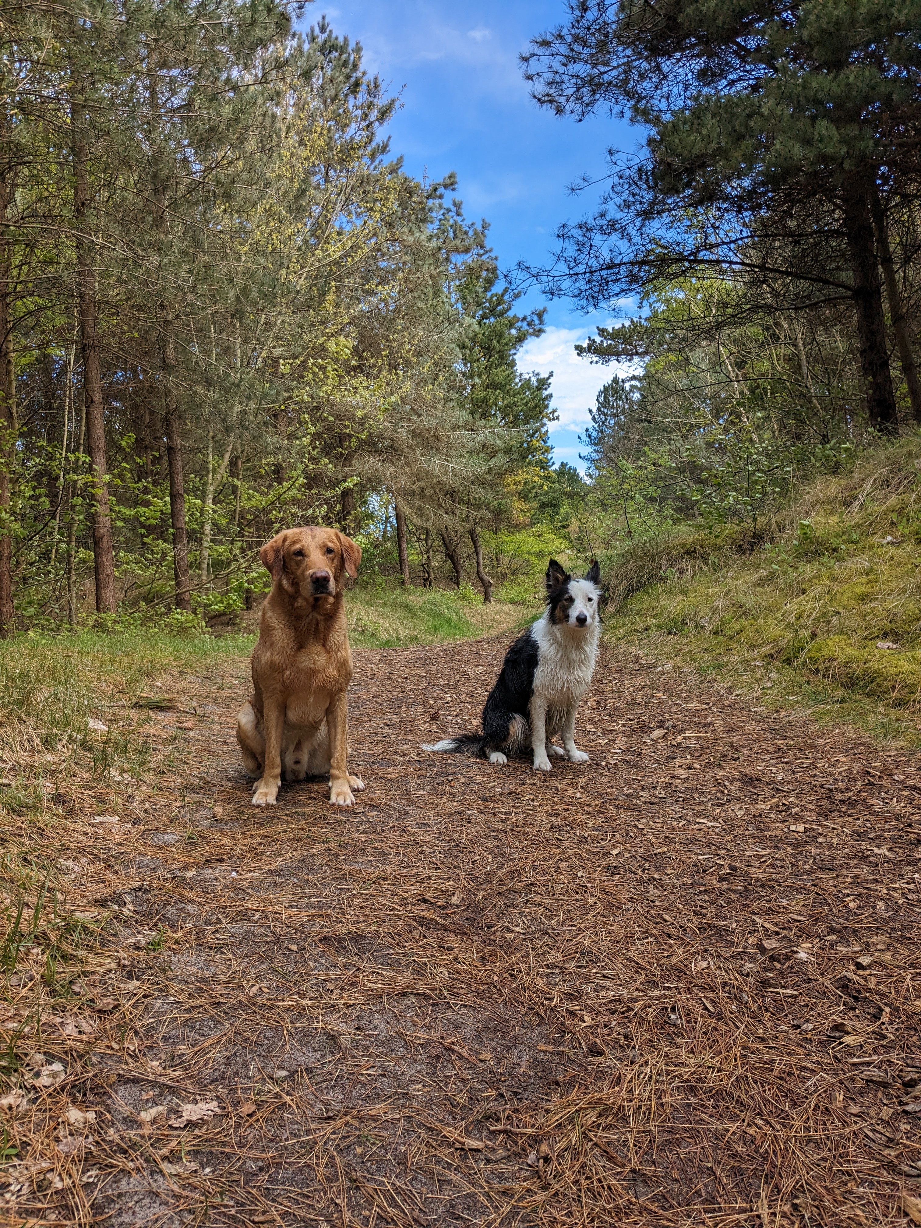 Workshop Natuurlijk Contact met je Hond
